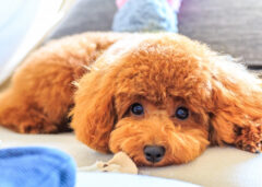 ペットと暮らす